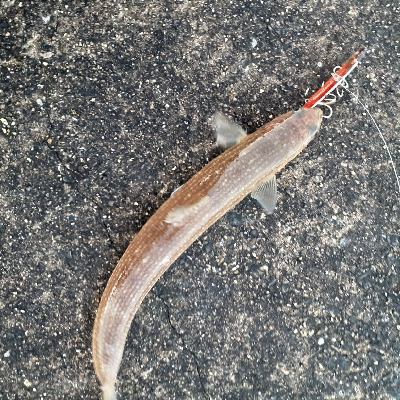 サゴシ～サワラ回ってます。