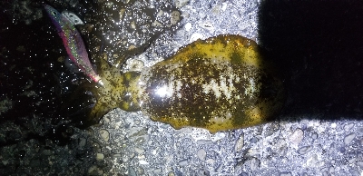 湯浅スタートで由良までランガン