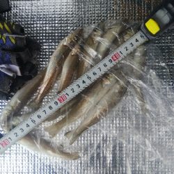 室津のキス釣り