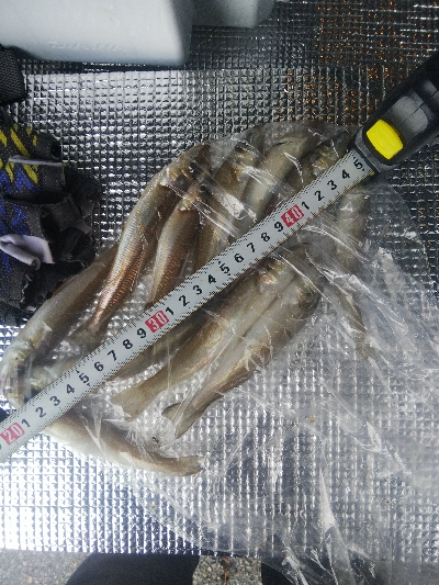 室津のキス釣り