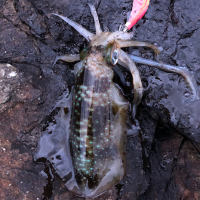 2021 佐渡ヶ島エギング 17回目