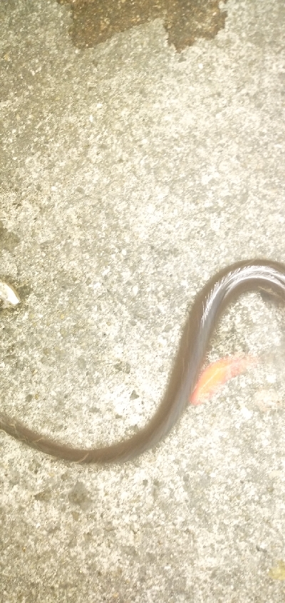 サビキ&ぶっこみ