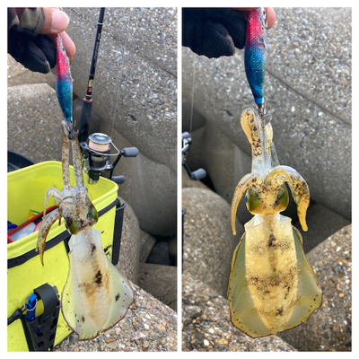 エギのローテは大事(^｡^)