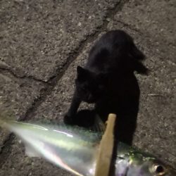 アジング練習320