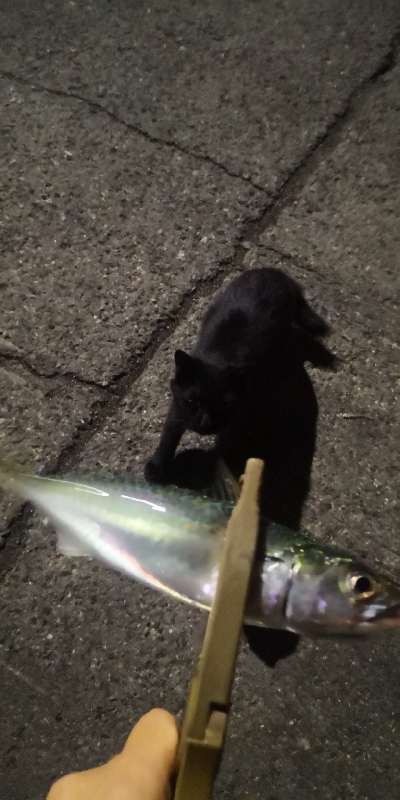 アジング練習320