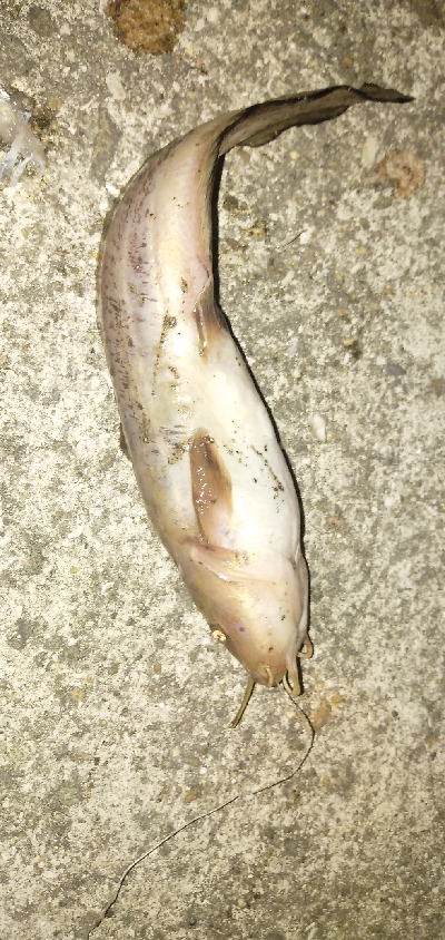 サビキとアナゴ