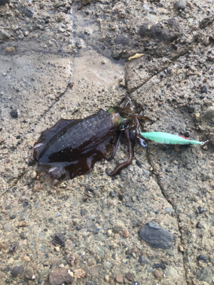 アオリイカサイズ上がってます!