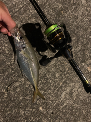 でかアジングとおまけのライト太刀魚