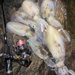 一年ぶりのエギング