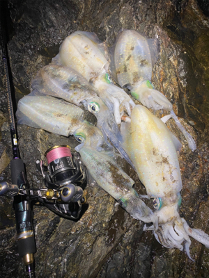 一年ぶりのエギング