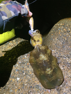 アオリイカ　サイズが上がってきてます＼(^o^)／