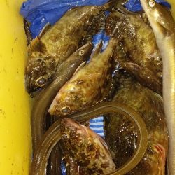 アナゴ＆カサゴ