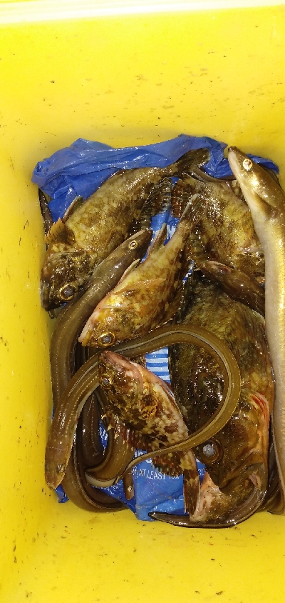 アナゴ＆カサゴ