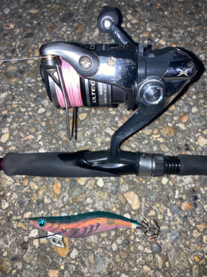 アオリイカ今季最大サイズGET\(^o^)/