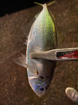 18ステラ 復帰戦