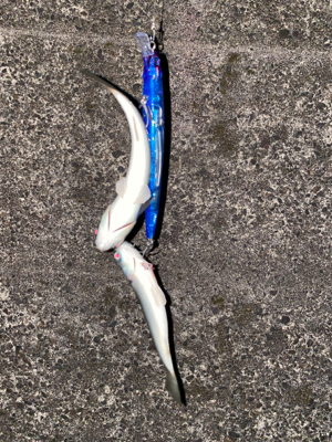 ようやくまともなシーバスくん