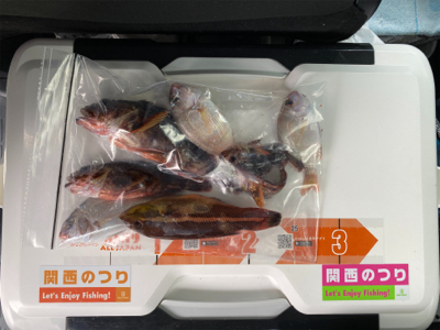 ガシラ、グレ、カワハギ