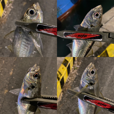 良型の後は豆狩りへ