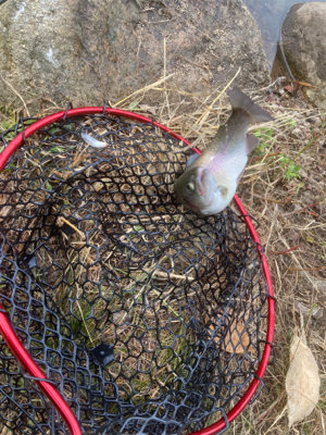 今シーズン初トラウト解禁！