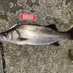 え？まさかのヒラスズキ？！