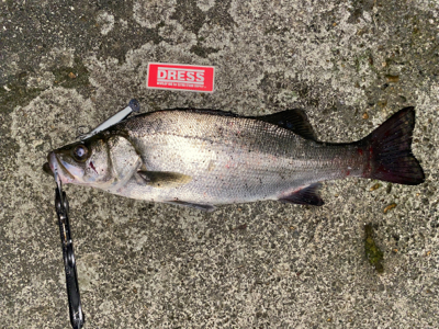 え？まさかのヒラスズキ？！