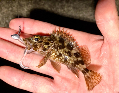 ガッシーとタッケー