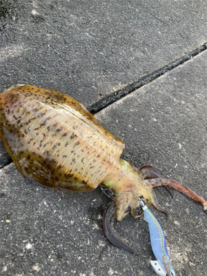 もう新子調査とは言わないぞー！