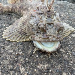 ナイトロからの朝マヅメ！