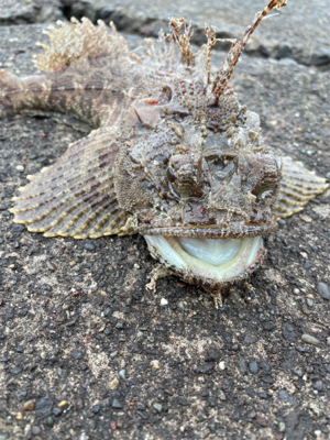 ナイトロからの朝マヅメ！