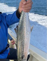 明石沖ジギング