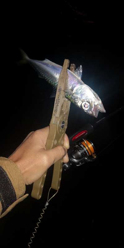 アジング練習　324