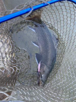 蛇尾川フィシングパーク