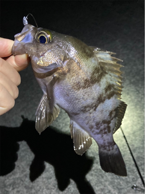 10月29日のメバル