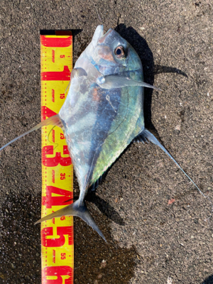 アジのませでイトヒキ連続ヒット