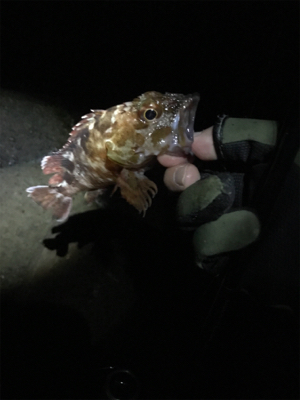 なんとかハマチ