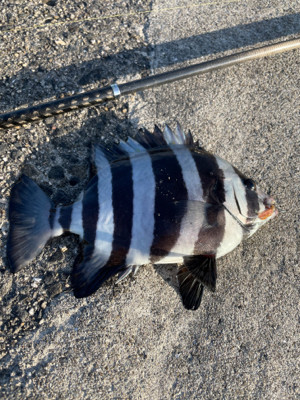 エギングのはずが穴釣り