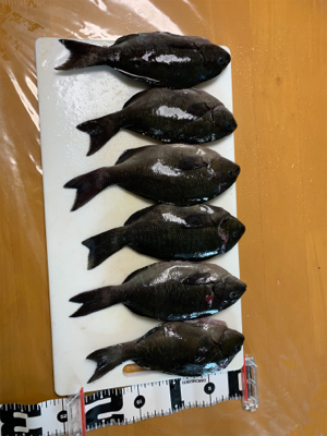 グレのモーニングサービス