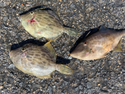 スズキくんとハマチくん