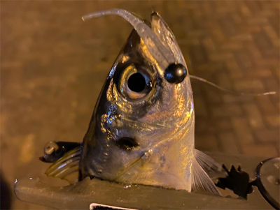 シャローフリークFからのジグ単