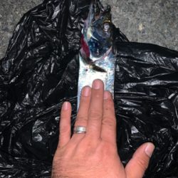 ショアジギでまさかの！