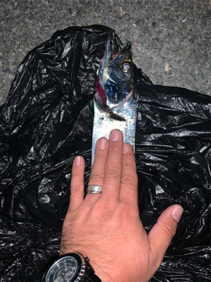 ショアジギでまさかの！