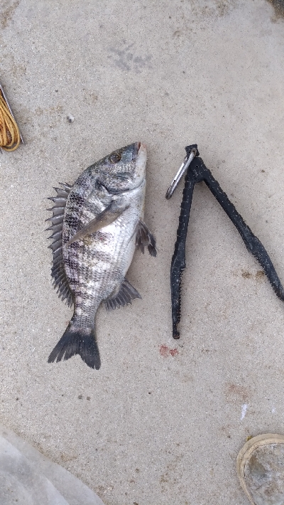 10/17釣果タチウオチヌグレサンバソウ