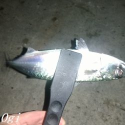 タチウオの引き釣りはボーズなし！