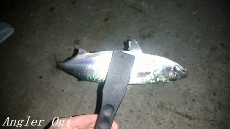 タチウオの引き釣りはボーズなし！