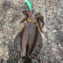 2021佐渡ヶ島 エギング　29回目