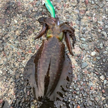 2021佐渡ヶ島 エギング　29回目