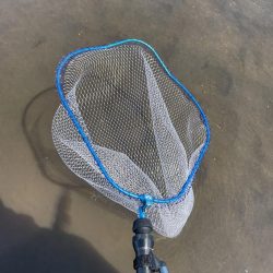 今年初めての白川