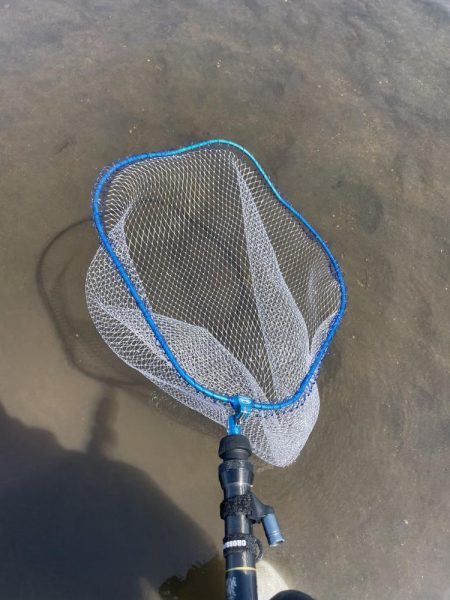 今年初めての白川