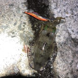 2021 佐渡ヶ島エギング 19回目