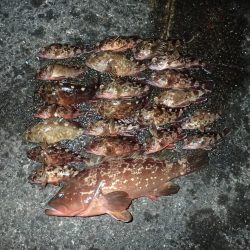 ちょっと渋めも、嬉しい1匹!